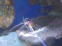 shrimp.jpg