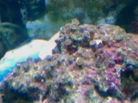 polyp.jpg