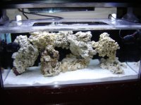 New Tank Photos with water! 001.JPG