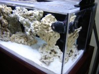 New Tank Photos with water! 003.JPG