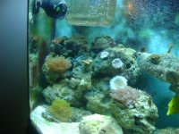 fish tank 004.jpg