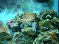 fish tank 003.jpg