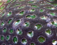 acan tri color (Small).jpg