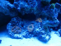 IMG_0956.jpg