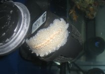 IMG_2356zoombebe.jpg
