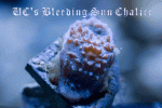 IMG_1841-1.gif