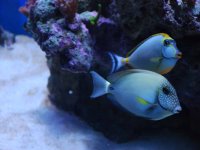 Persefoni's Fish Pix 055.jpg