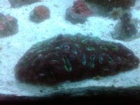alien eye acan large.jpg