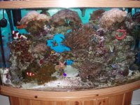 fish tanks 016.jpg
