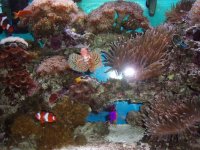 fish tanks 015.jpg