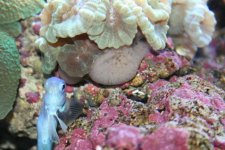IMG_1197candy cane.jpg