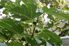 Figs_2.jpg