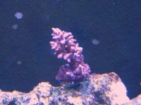 unknown sps 003.jpg