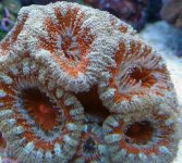Red Green Acan-1.jpg