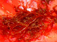 DSC00006.jpg