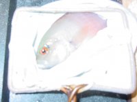 DSC00016.jpg
