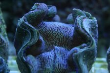 Clam3.jpg