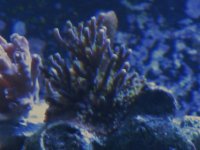 reef and such 013.jpg