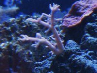 reef and such 016.jpg