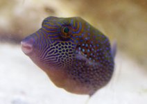 puffer2.jpg