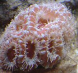 Acan 10.jpg