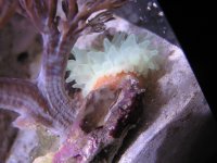 anemone1.JPG