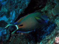 Acanthurus_fowleri.jpg