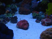 updated pics 058.jpg