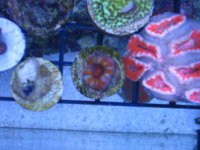updated pics 062.jpg