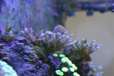 aaa MY tank SHOTS 005.jpg