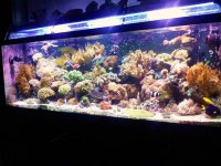 fish5.jpg