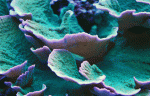Green-Purple-Rim-Cap-23.gif