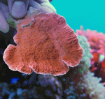 Red-Cap--23.gif