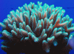 Ora-Green-BN-23.gif