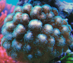 Pocilipora.gif