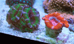 Rainbow-&-Green-acan.gif