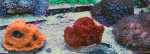 Acan-enchinata-and-Rainbow-.gif