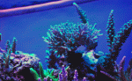 Sps-Shot-13281.gif