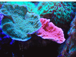 Grenn-Purple-&-Orange-Cap.gif