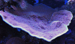 Purple-plate.gif