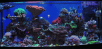 FTS-4585.gif