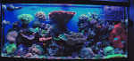 Full-Tank-Shot-Feb-10.gif