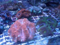 acan1.jpg