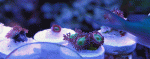 Rainbow-Cyclop-PPE-&-CAR.gif