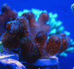 Poccilipora.gif