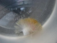 ID needed 006.jpg