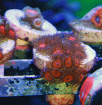 strawberry-red.gif