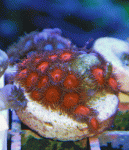t-red-1.gif