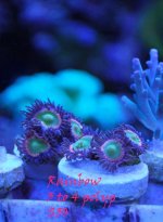 Rainbows-Zoas-Swap-2010.jpg