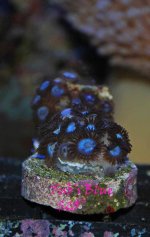 Tub's-Blue-swap-2010.jpg